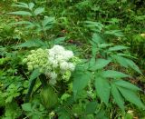 Angelica sylvestris