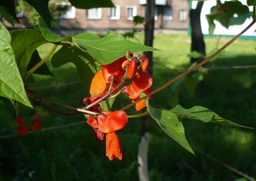 Изображение особи Phaseolus coccineus.