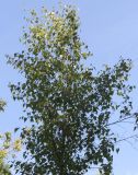 Betula populifolia. Верхняя часть кроны молодого растения. Германия, г. Дюссельдорф, Ботанический сад университета. 03.07.2014.
