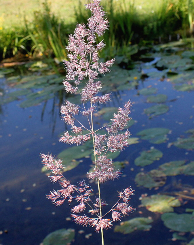 Изображение особи род Calamagrostis.