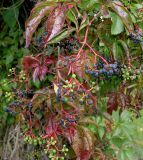 Parthenocissus quinquefolia. Соплодия с плодами разной степени спелости. Германия, г. Дюссельдорф, Ботанический сад университета. 05.09.2014.