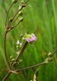 Alisma lanceolatum