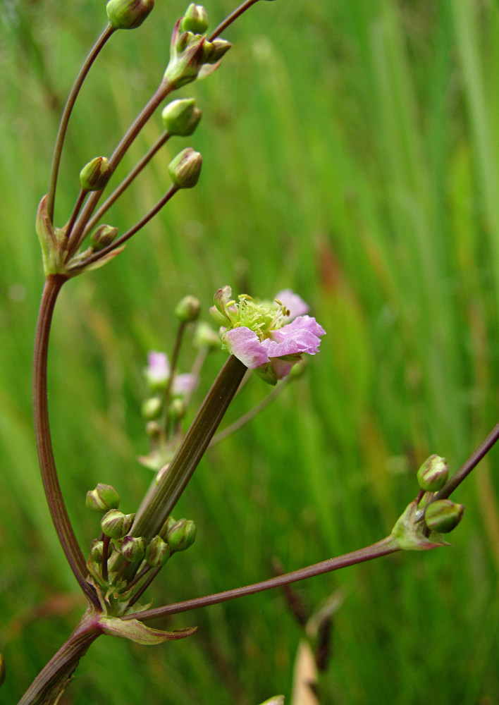 Изображение особи Alisma lanceolatum.