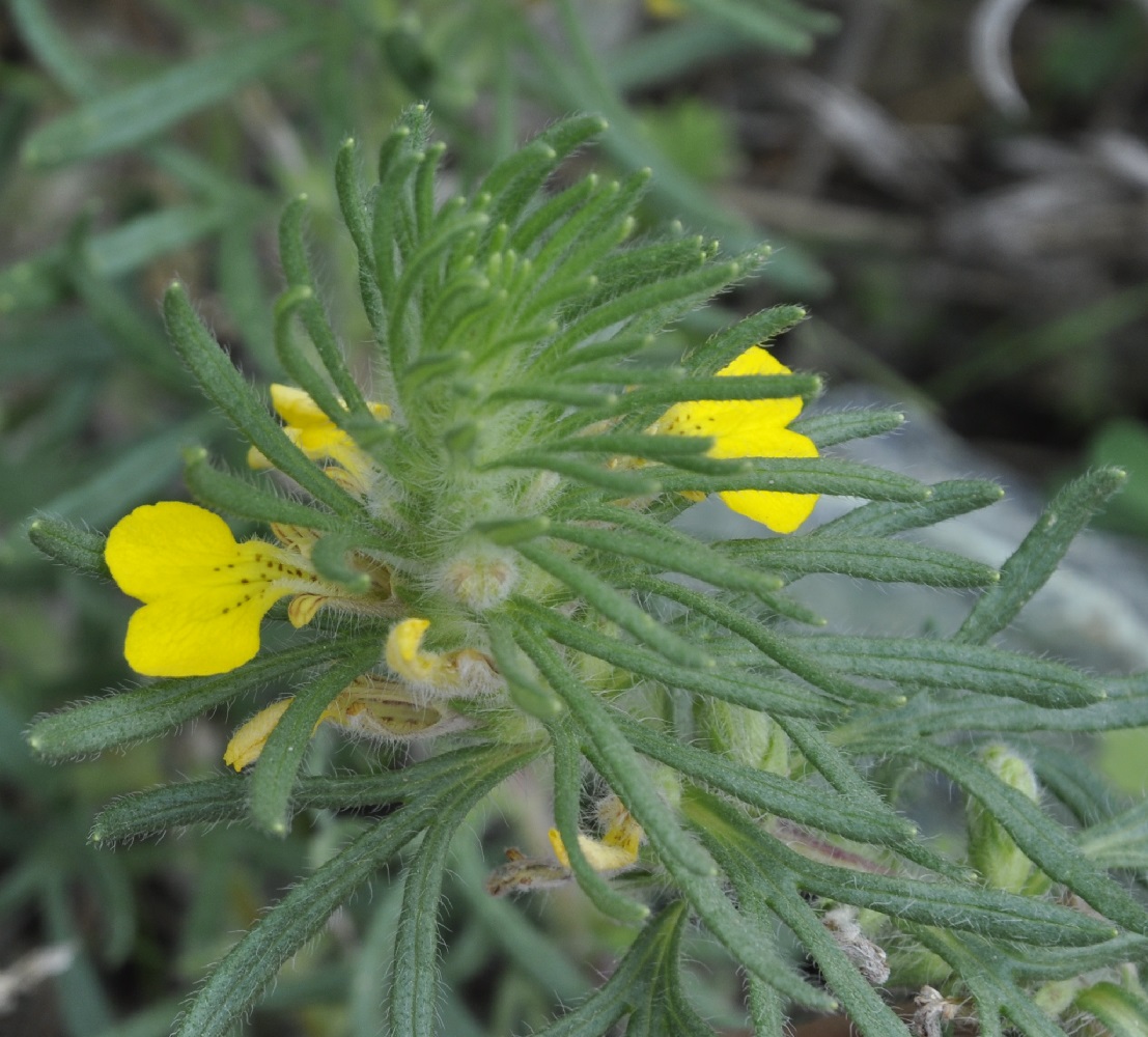 Image of Ajuga chia specimen.