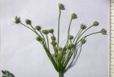 Apiaceae