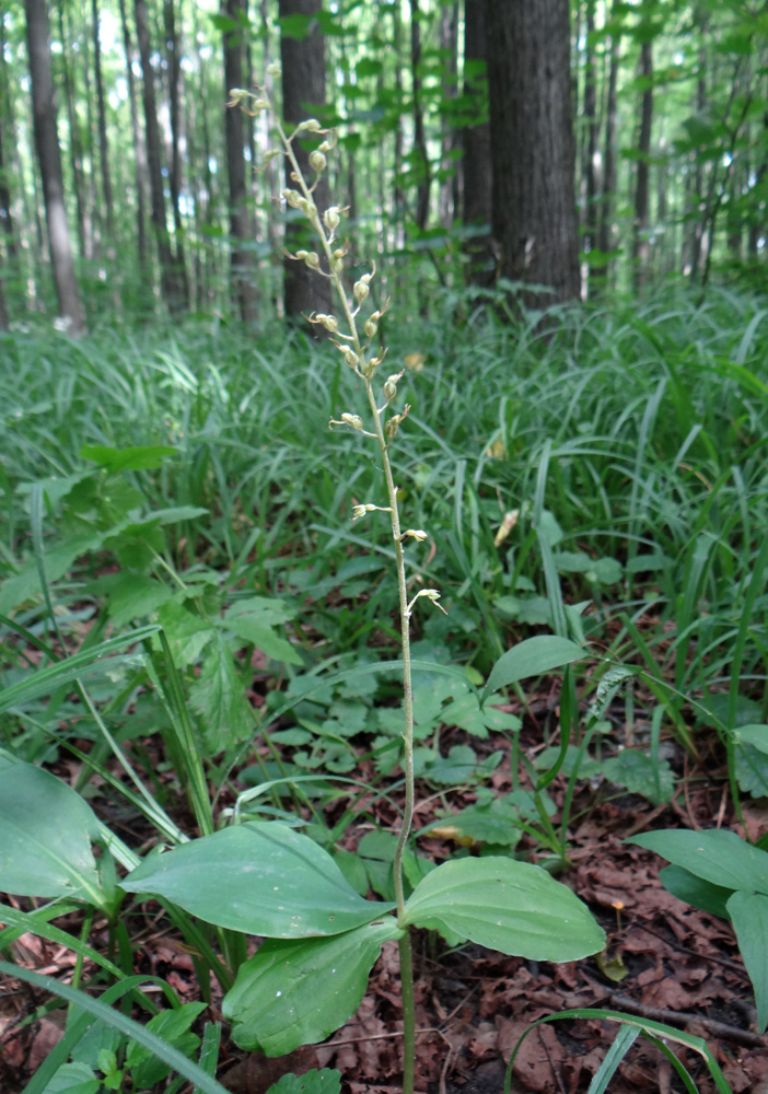 Image of Listera ovata specimen.