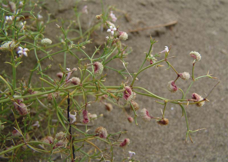 Image of Asperula diminuta specimen.