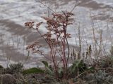 Limonium gmelinii