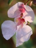 Impatiens glandulifera. Цветок (светлая форма). Петрозаводск, конец сентября.