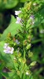 Veronica anagallis-aquatica