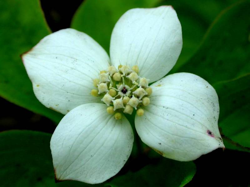 Изображение особи Chamaepericlymenum canadense.