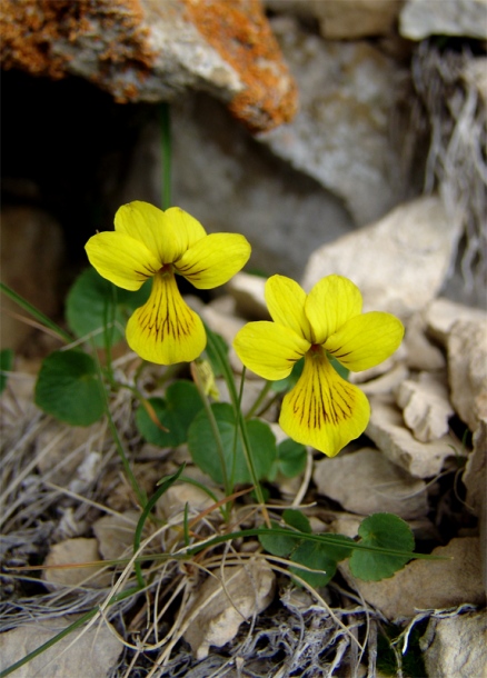 Image of Viola caucasica specimen.