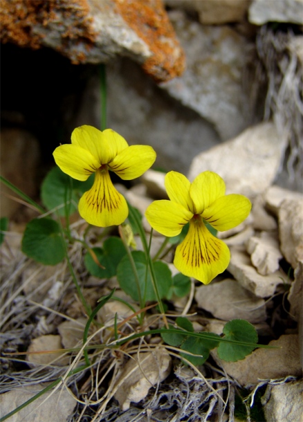 Изображение особи Viola caucasica.