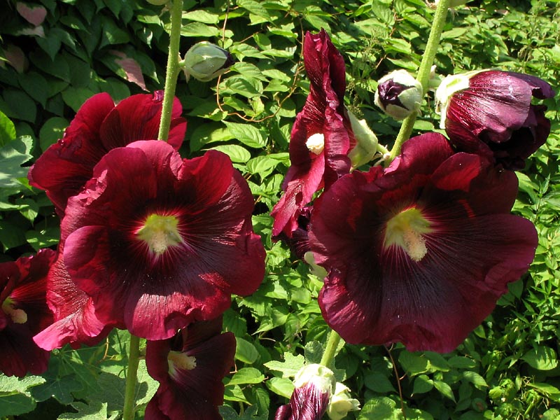 Image of Alcea rosea specimen.