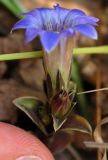 Gentiana zollingeri