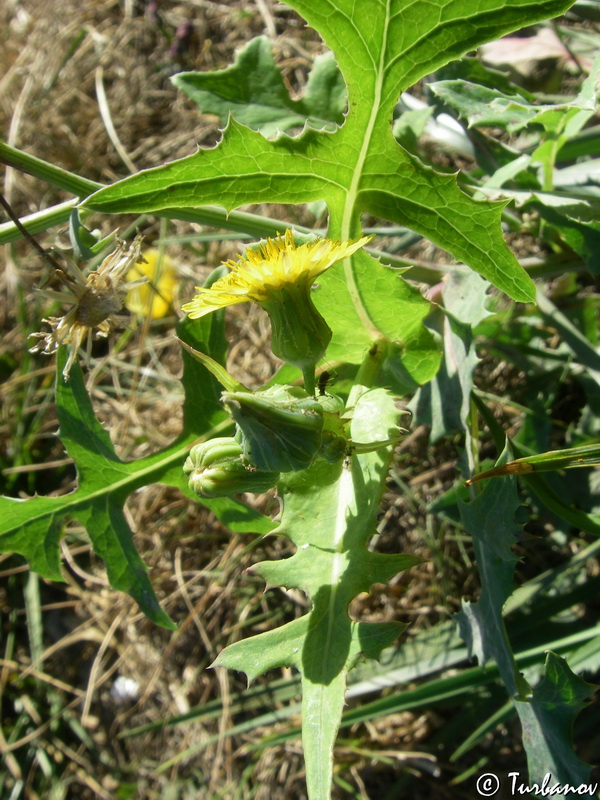 Изображение особи Sonchus oleraceus.