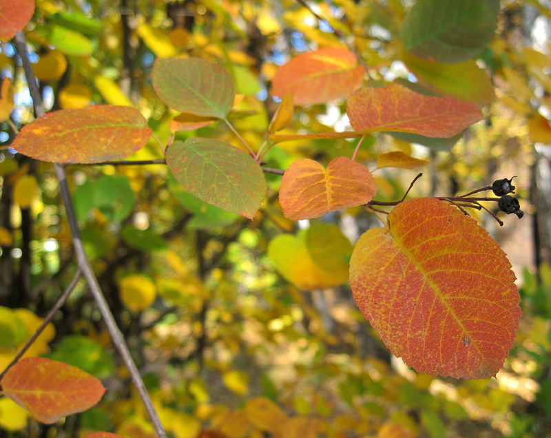 Изображение особи Amelanchier spicata.