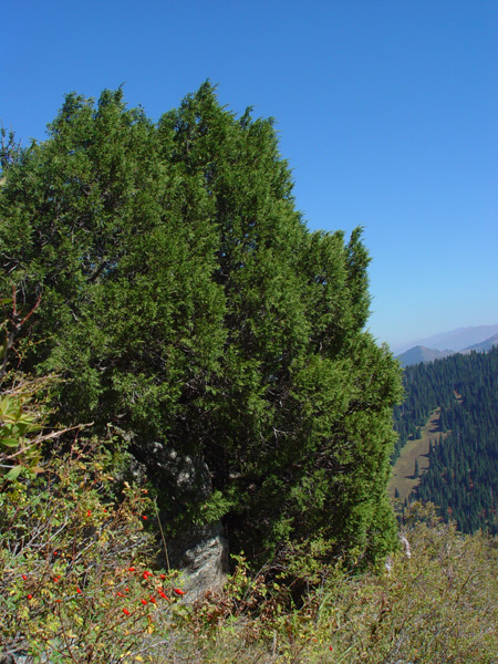 Image of Juniperus pseudosabina specimen.