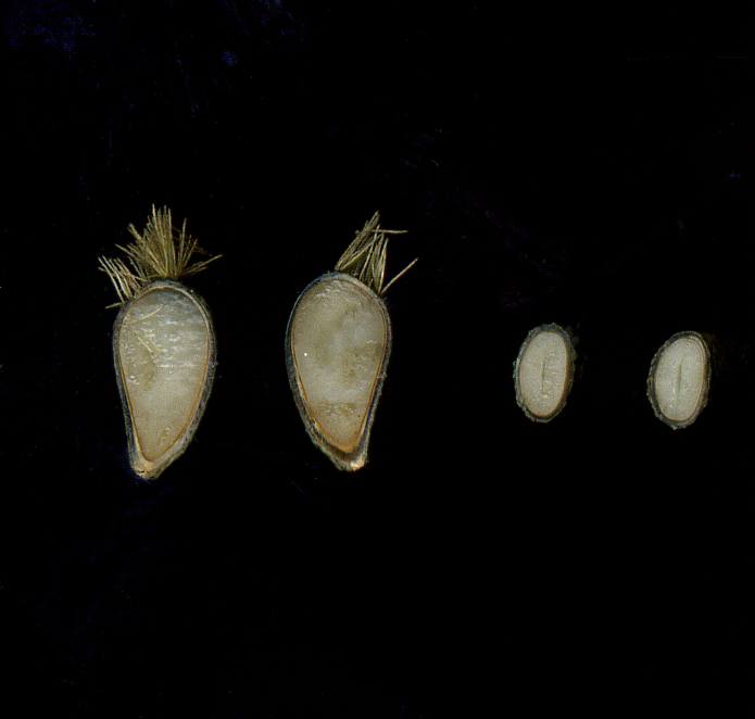 Image of Arctium tomentosum specimen.