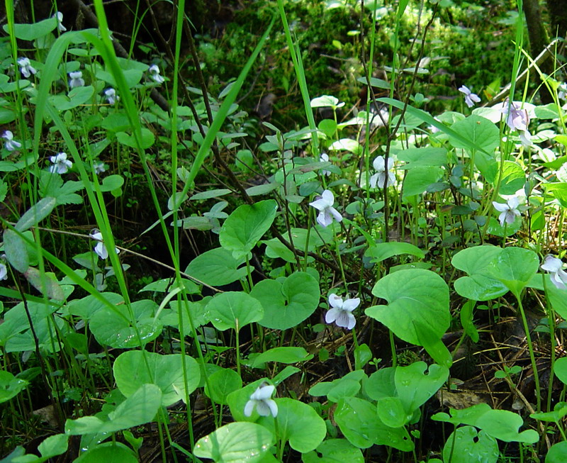 Изображение особи Viola epipsila.