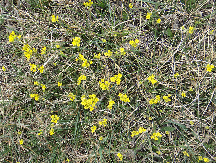 Изображение особи Draba sibirica.