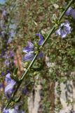 Campanula pyramidalis. Часть соцветия. Черногория, г. Старый Бар, развалины старого города. 12.10.2014.