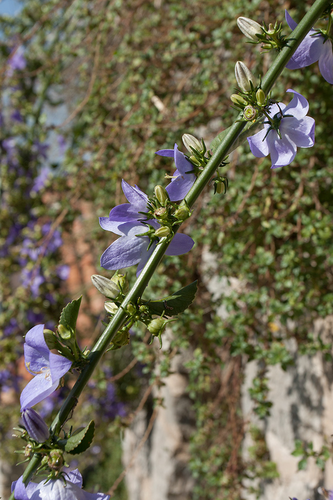 Изображение особи Campanula pyramidalis.