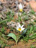 Tulipa bifloriformis. Цветущее растение. Узбекистан, г. Ташкент, пос. Улугбек, санитарно-защитная зона. 21.03.2015.