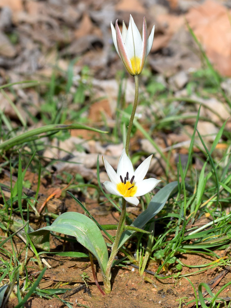 Изображение особи Tulipa bifloriformis.