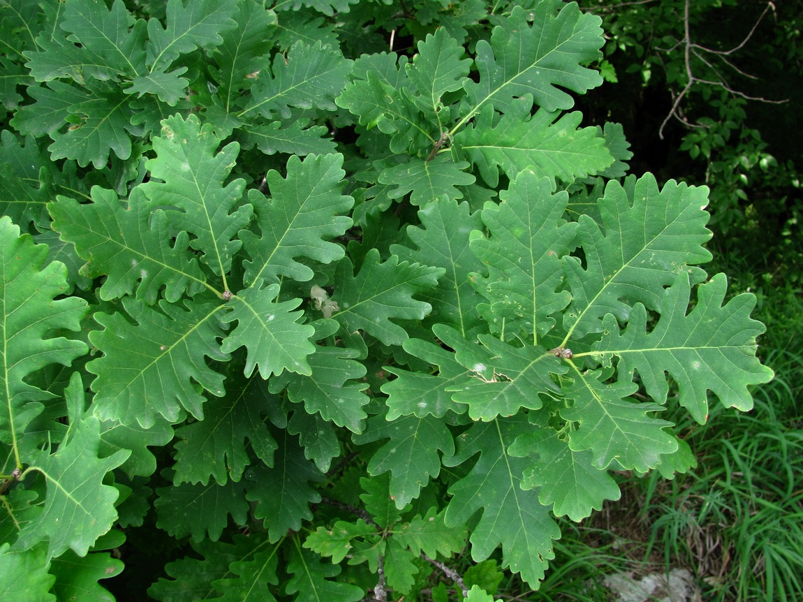 Изображение особи Quercus petraea.