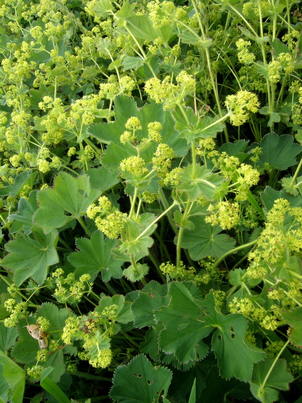 Image of Alchemilla brevidens specimen.