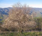 Prunus cerasifera. Цветущее дерево. Краснодарский край, м/о г. Геленджик, окр. пос. Возрождение, гора Михайловка, на северном склоне ближе к вершине горы. 25.04.2015.