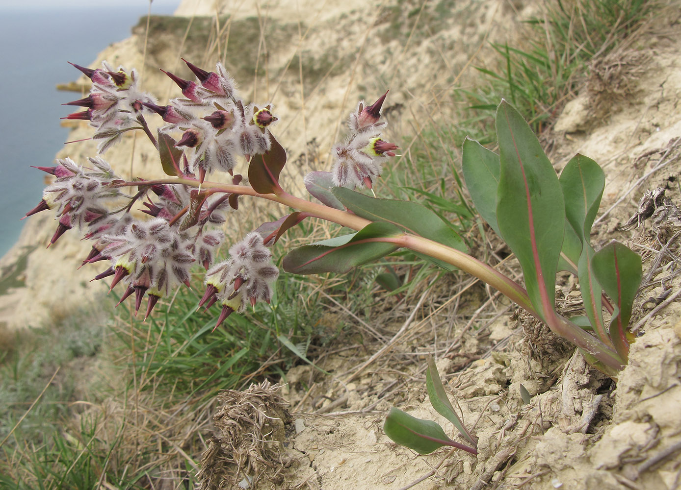 Изображение особи Rindera tetraspis.