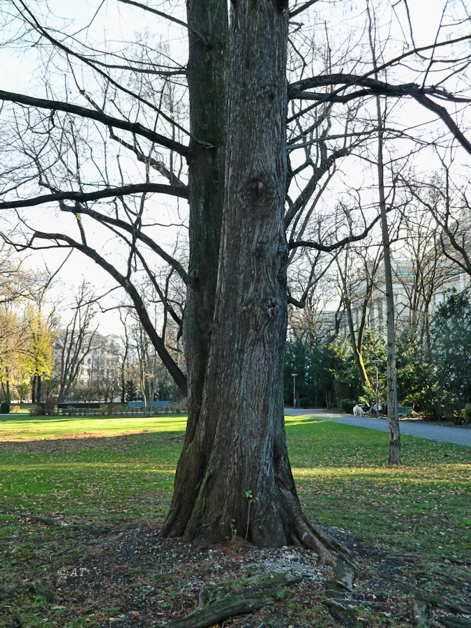 Image of Metasequoia glyptostroboides specimen.