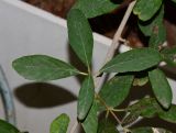 Cordia sinensis