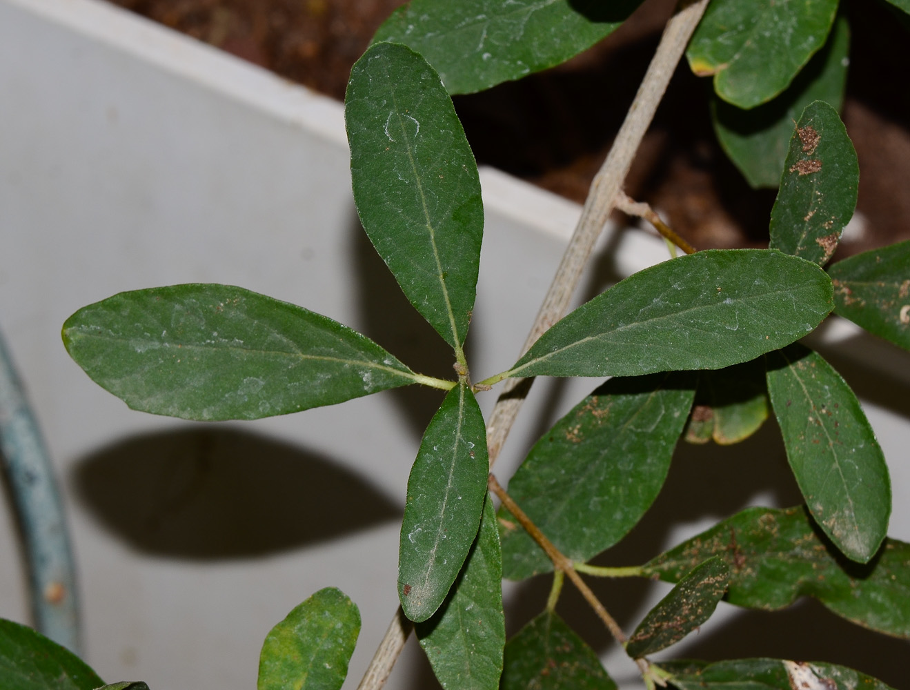 Изображение особи Cordia sinensis.