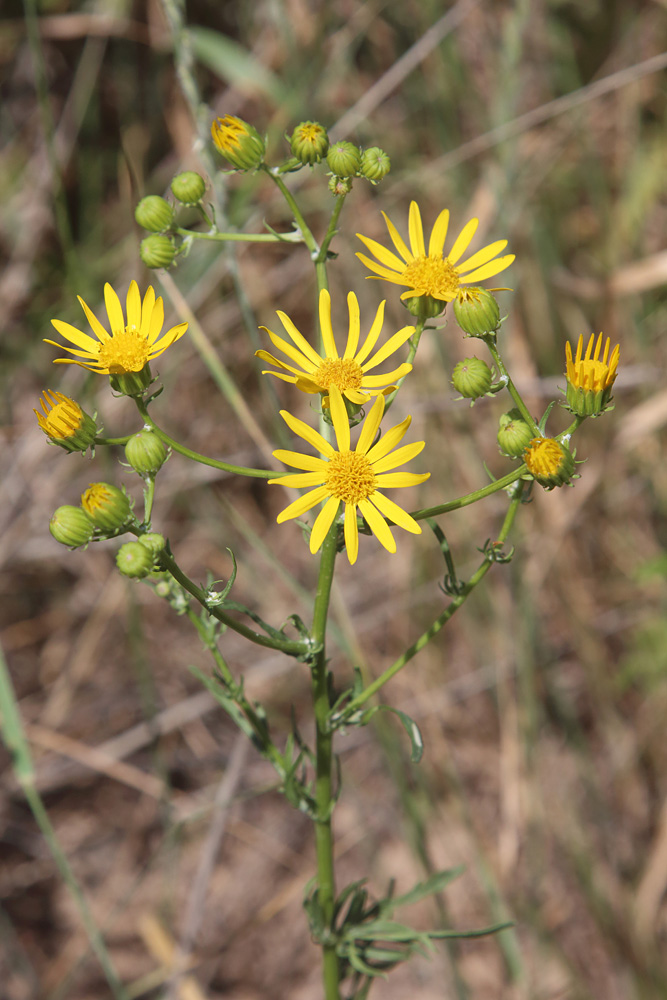 Image of Senecio jacobaea specimen.