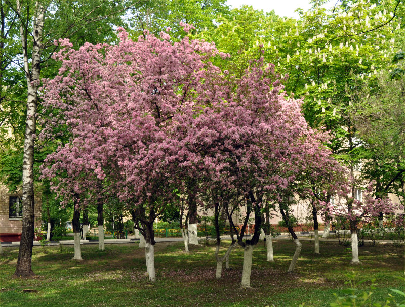 Изображение особи Malus &times; purpurea.