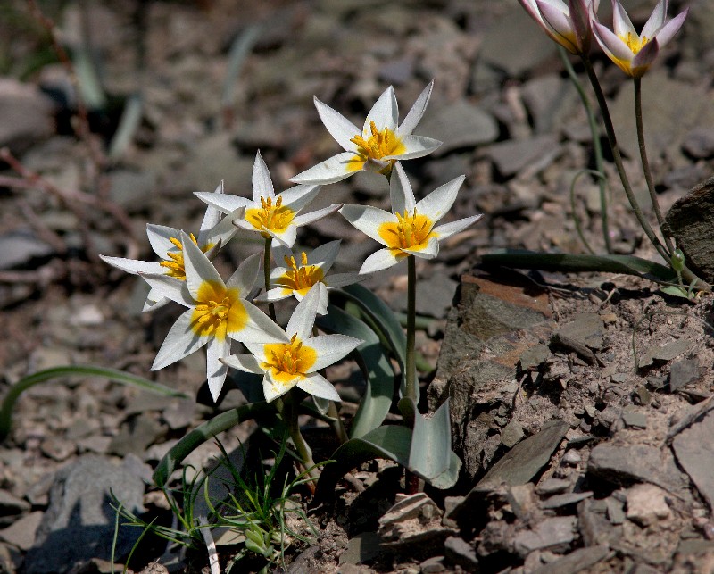 Изображение особи Tulipa orthopoda.