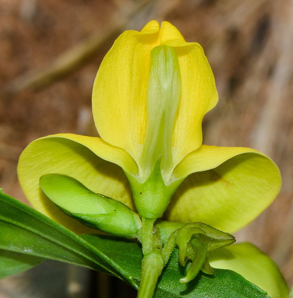 Image of Vigna luteola specimen.