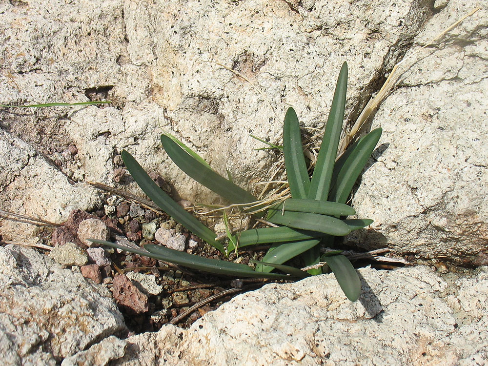 Image of Lapiedra martinezii specimen.