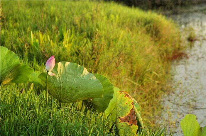 Image of Nelumbo nucifera specimen.