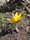 Colchicum luteum