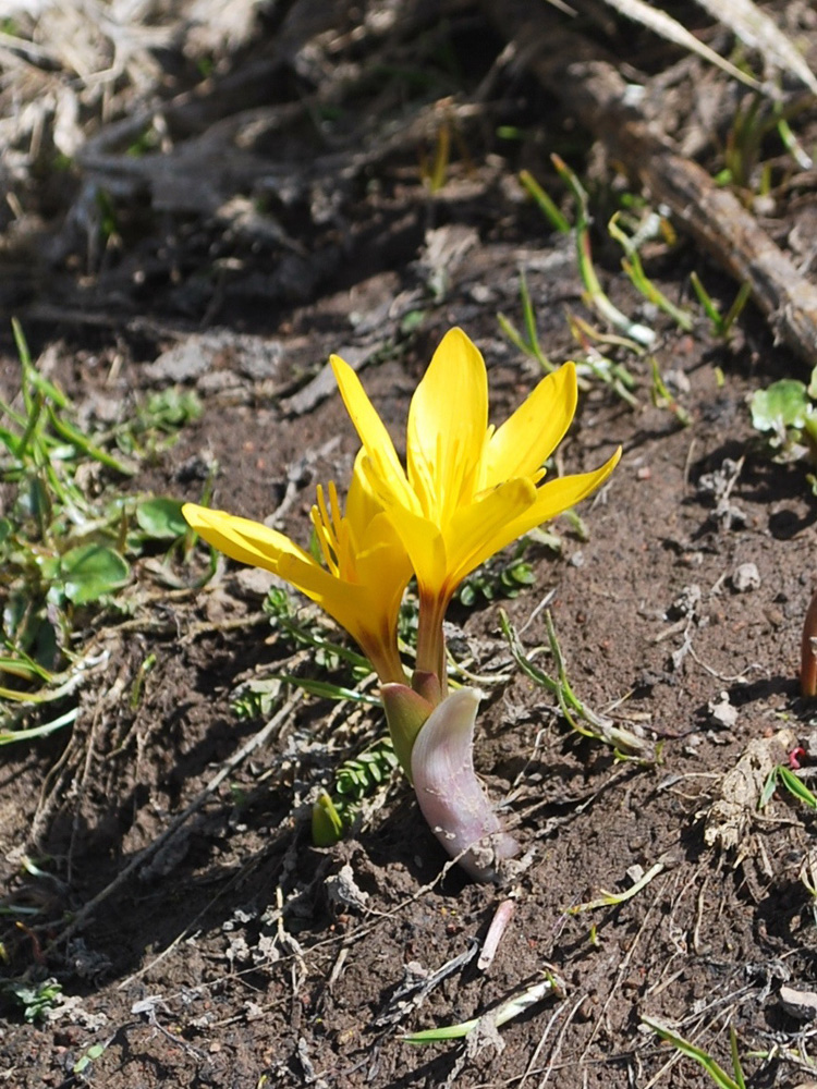 Изображение особи Colchicum luteum.