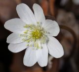 Hepatica asiatica. Цветок. Приморский край, Шкотовский р-н, окр. с. Петровка, падь Чернюкова, дубовый лес. 01.05.2015.