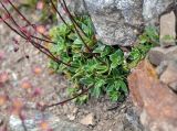 Saxifraga kolenatiana. Розетки листьев и основания цветоносов. Карачаево-Черкесия, гора Мусса-Ачитара, ≈ 3000 м н.у.м., каменистый склон. 31.07.2014.