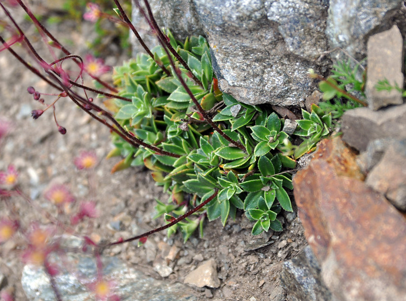 Изображение особи Saxifraga kolenatiana.