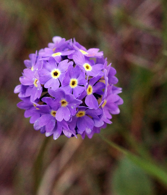 Изображение особи Primula algida.