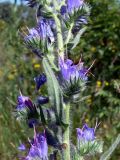 Echium vulgare. Часть соцветия. Челябинская обл., окр. г. Челябинск, Золотая горка, обочина дороги в берёзовом лесу. 03.07.2014.