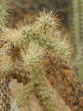 Cylindropuntia fulgida